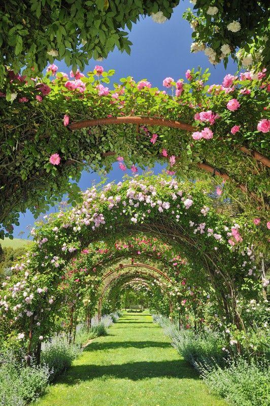 Eternal Spring Vivid Symphony